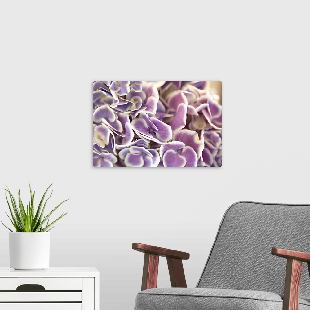 A modern room featuring Close up of purple hydrangea leaves with white edges.