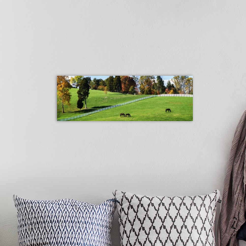 A bohemian room featuring Panoramic photograph of horses grazing in field surrounded by Autumn trees and bright green grass.