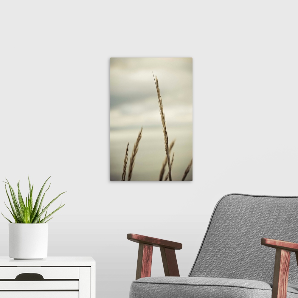 A modern room featuring Whidbey Grass IV