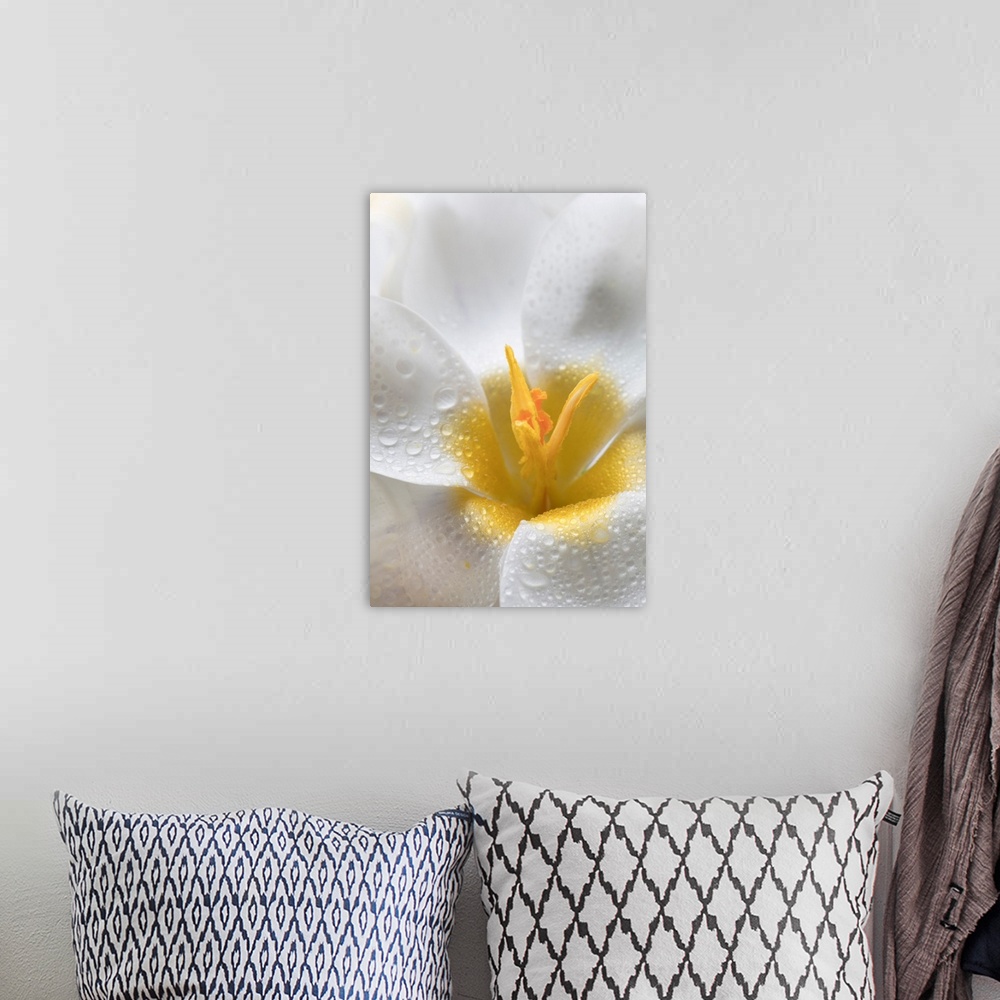 A bohemian room featuring White Crocus Blossoms II