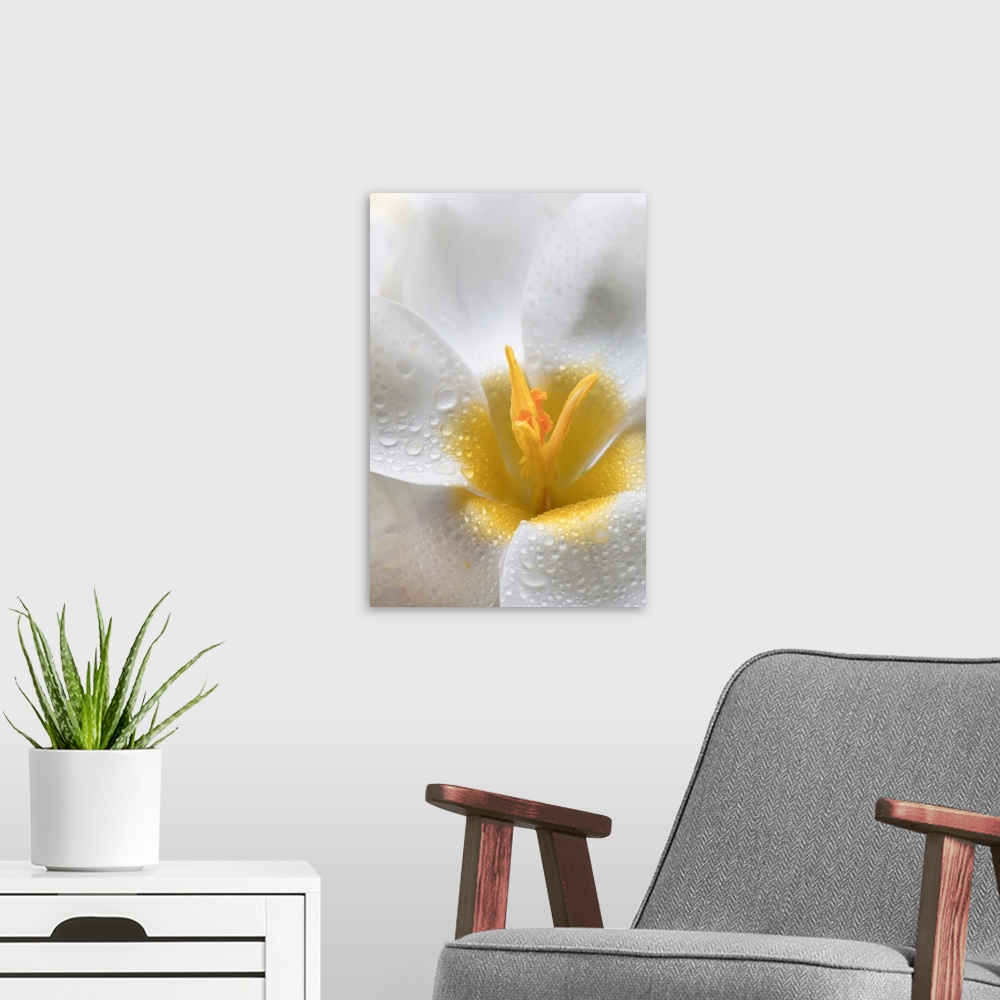A modern room featuring White Crocus Blossoms II