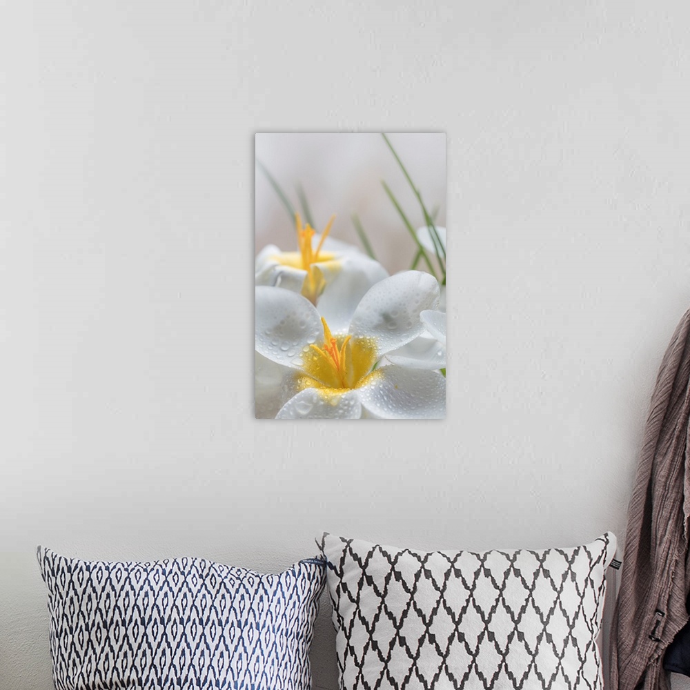 A bohemian room featuring White Crocus Blossoms III