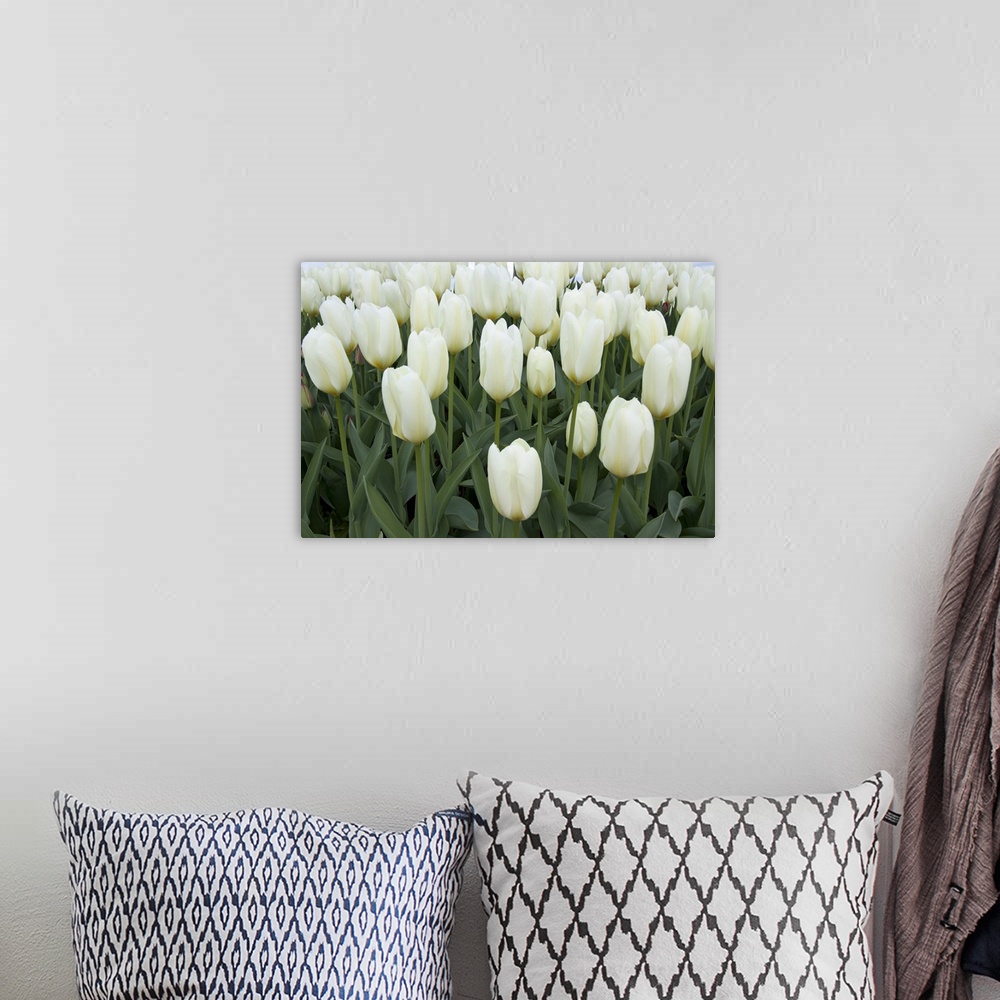 A bohemian room featuring This large piece is a photograph taken of a cluster of blooming white tulips.