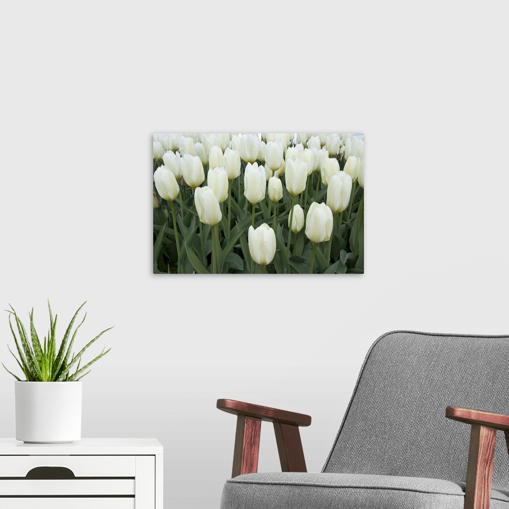 A modern room featuring This large piece is a photograph taken of a cluster of blooming white tulips.