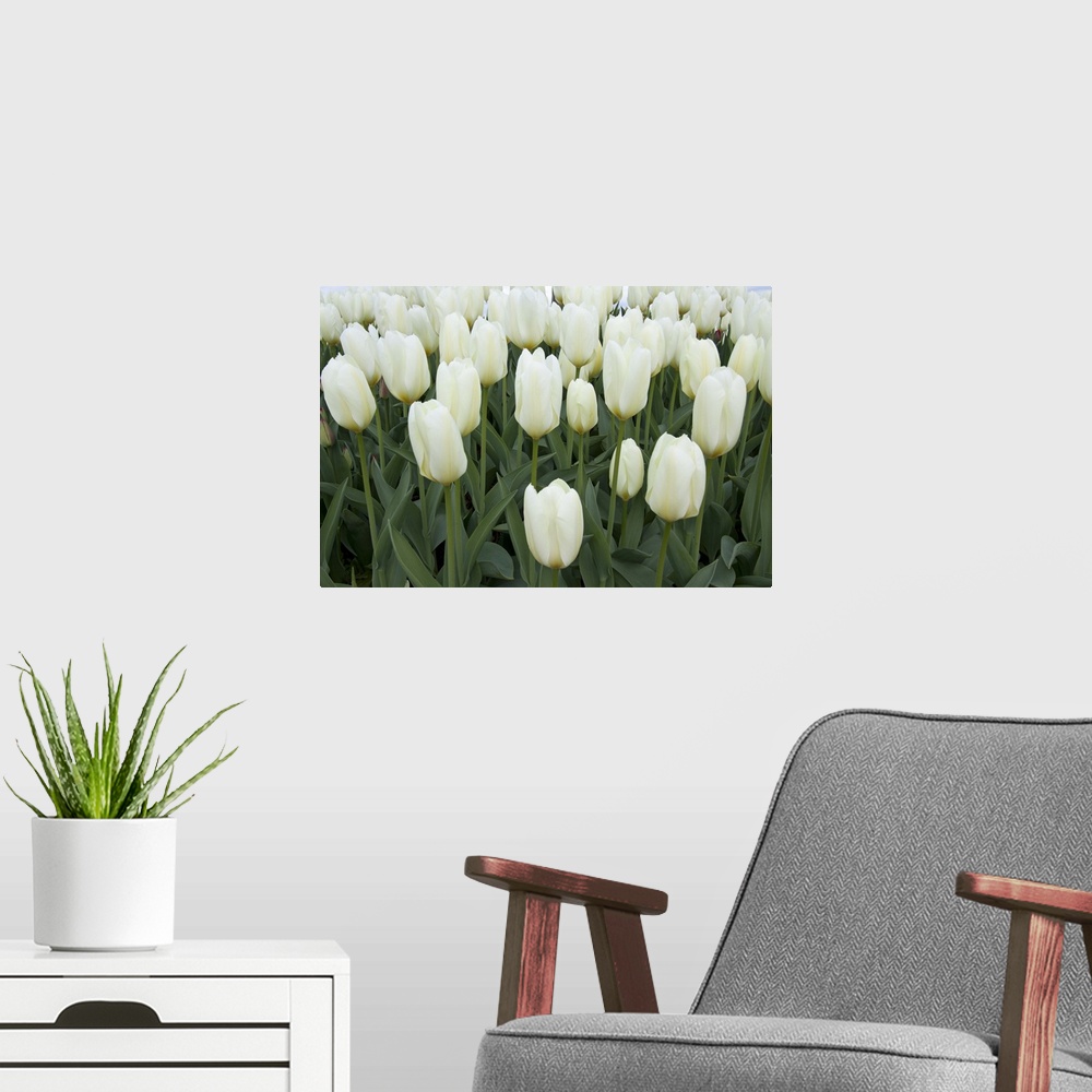 A modern room featuring This large piece is a photograph taken of a cluster of blooming white tulips.