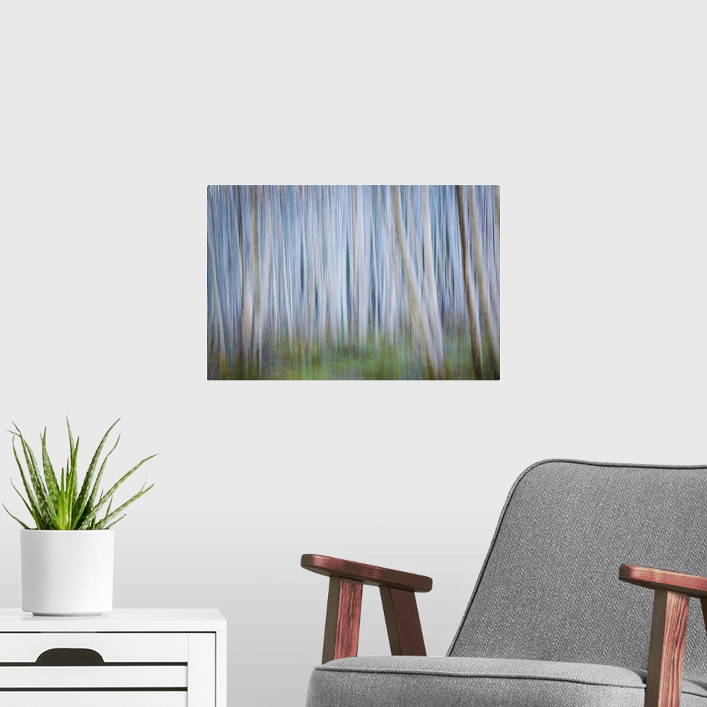 A modern room featuring Blurred image of a forest of thin trees, creating an abstract image.
