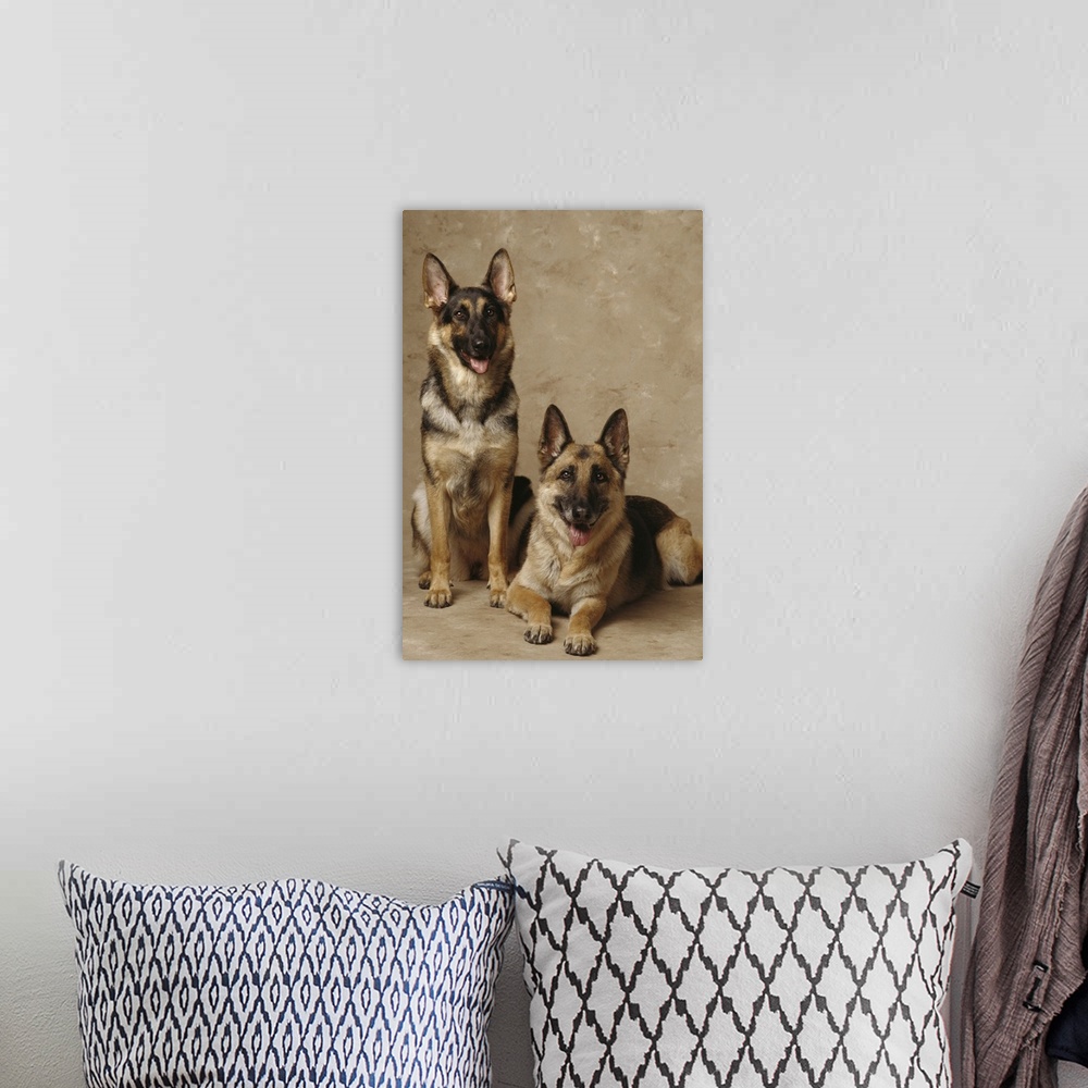 A bohemian room featuring 2 German Shepherds, one sitting and one lying down