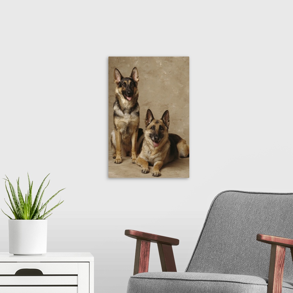 A modern room featuring 2 German Shepherds, one sitting and one lying down