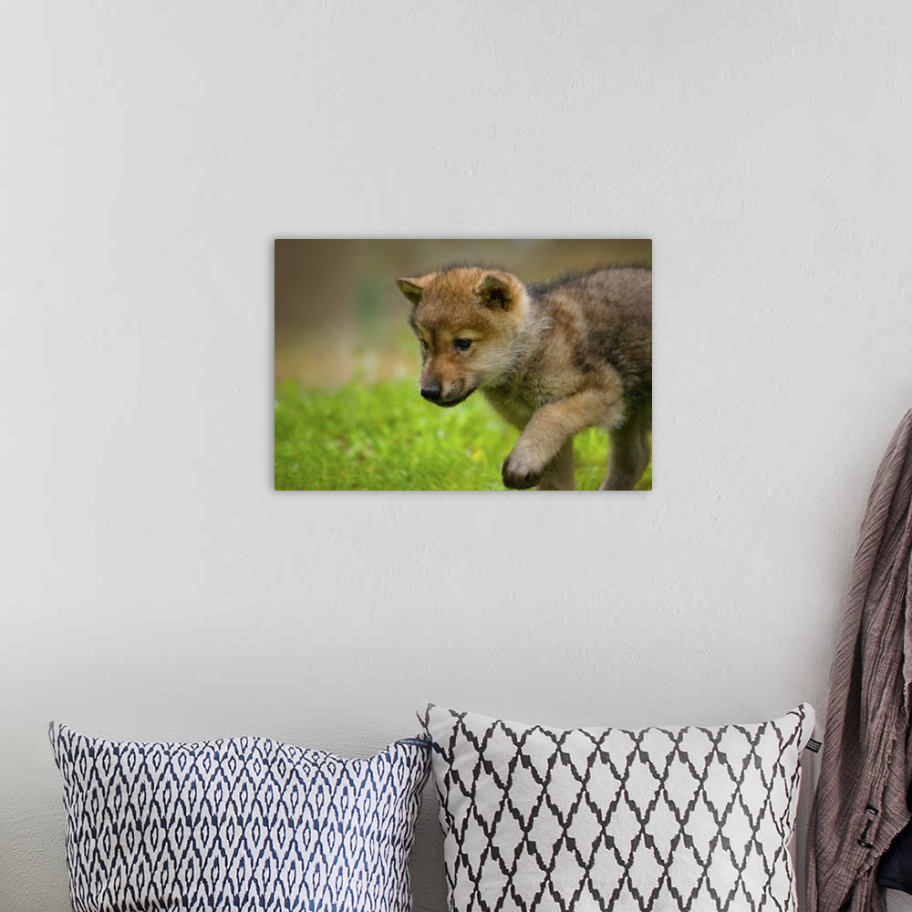 A bohemian room featuring A baby wolf walking in mountain meadows