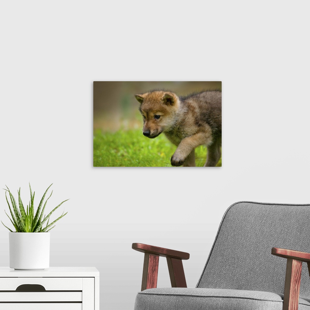 A modern room featuring A baby wolf walking in mountain meadows