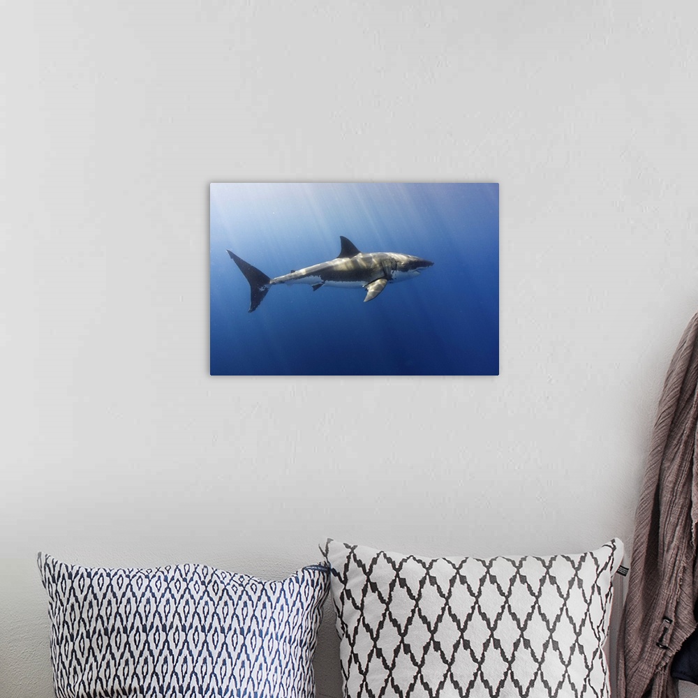 A bohemian room featuring A beautiful great white shark gliding gracefully by.