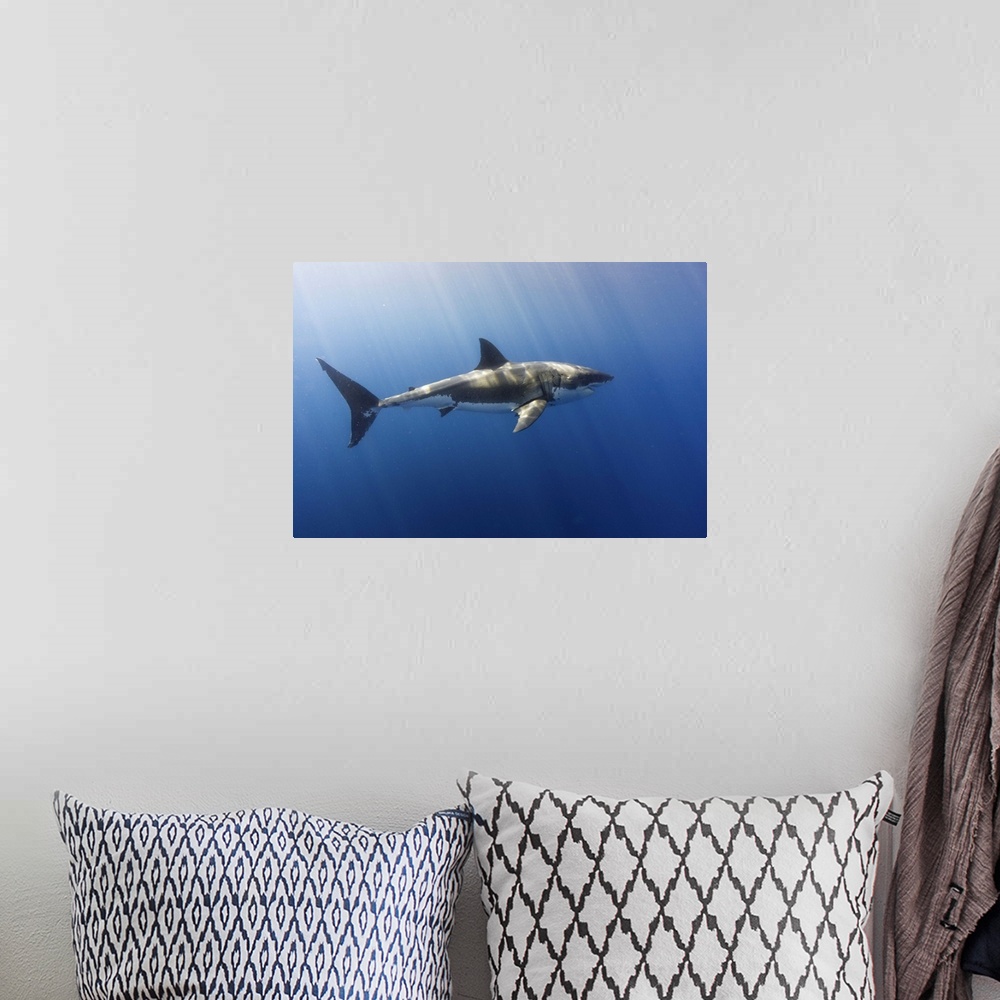 A bohemian room featuring A beautiful great white shark gliding gracefully by.