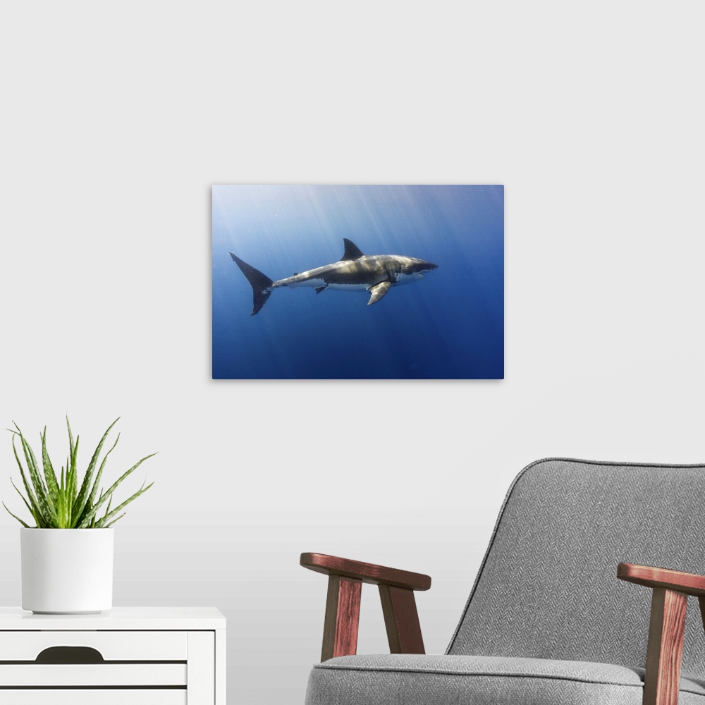 A modern room featuring A beautiful great white shark gliding gracefully by.