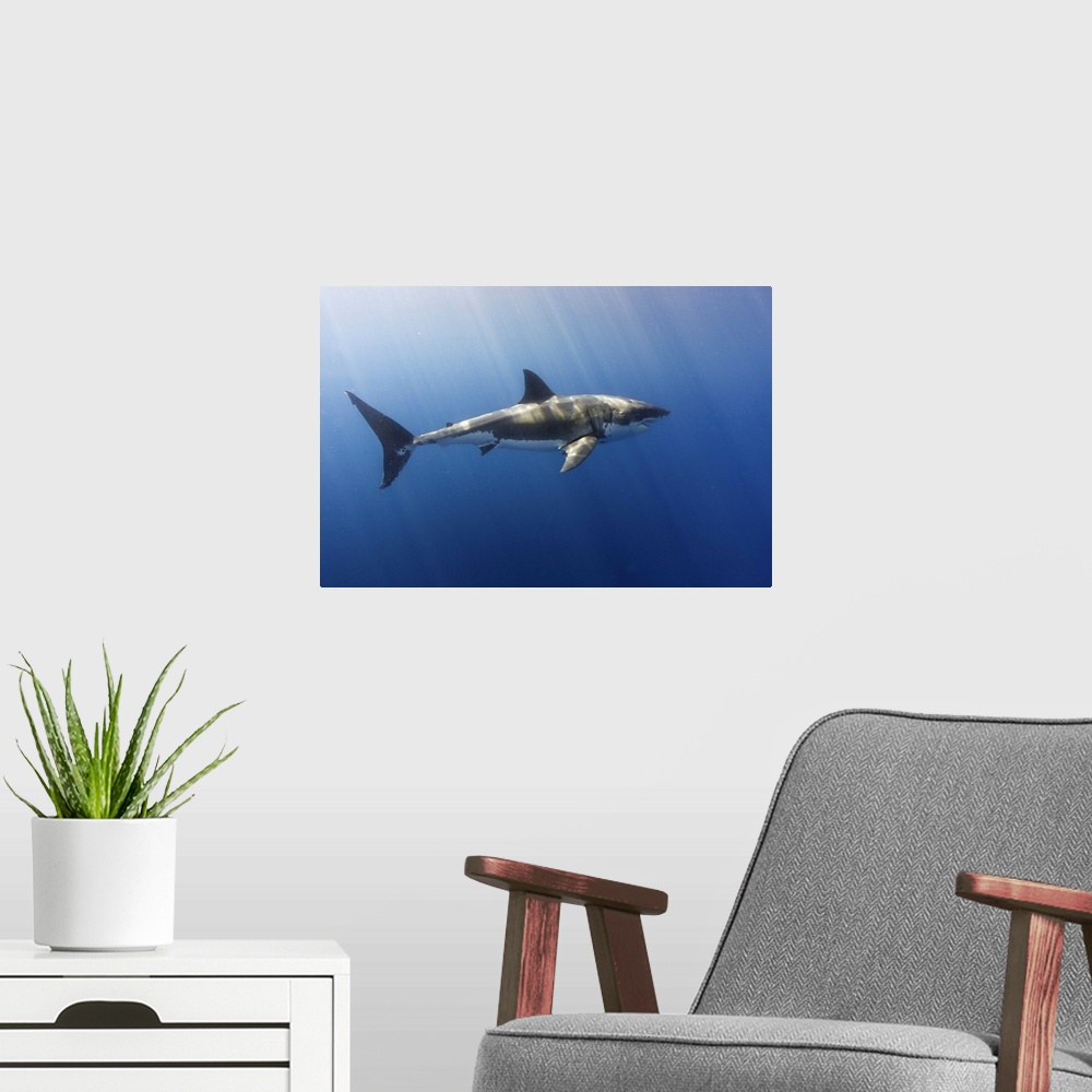 A modern room featuring A beautiful great white shark gliding gracefully by.