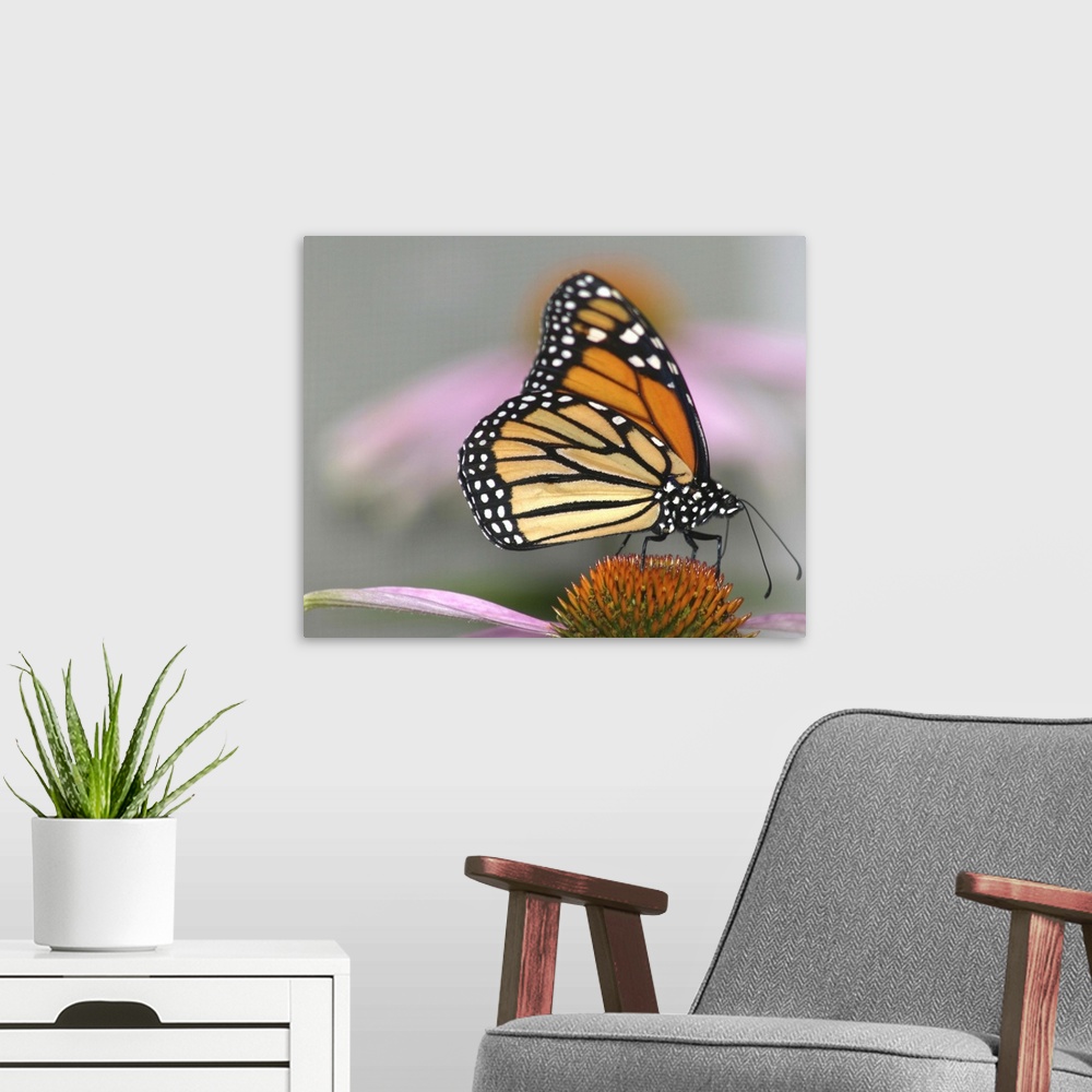 A modern room featuring A beautiful monarch butterfly.