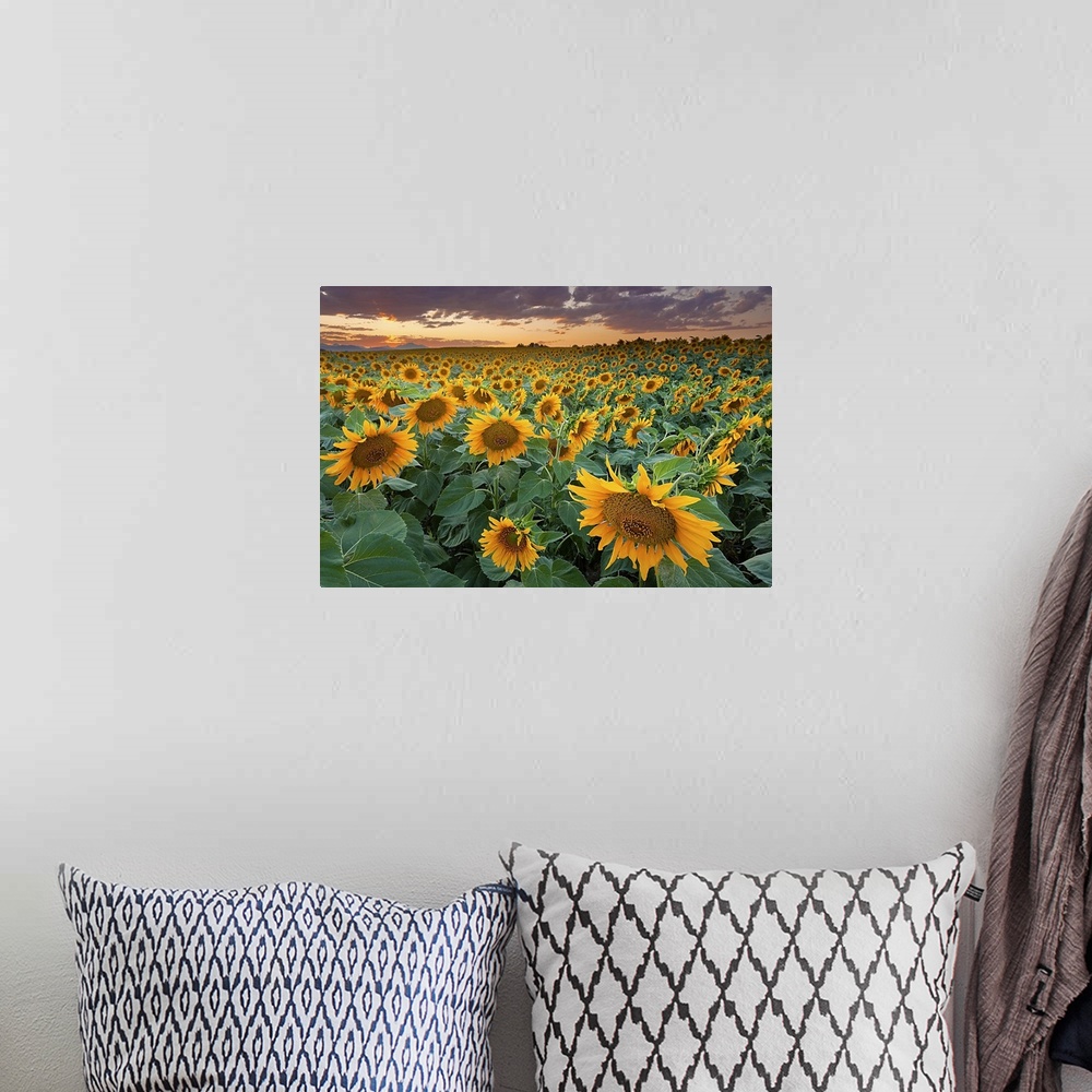A bohemian room featuring Photograph of flower meadow captured during sunset under dark cloudy skies.