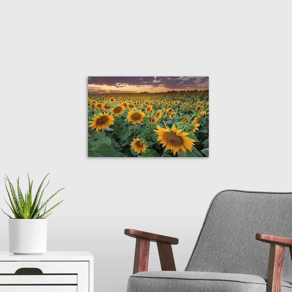 A modern room featuring Photograph of flower meadow captured during sunset under dark cloudy skies.