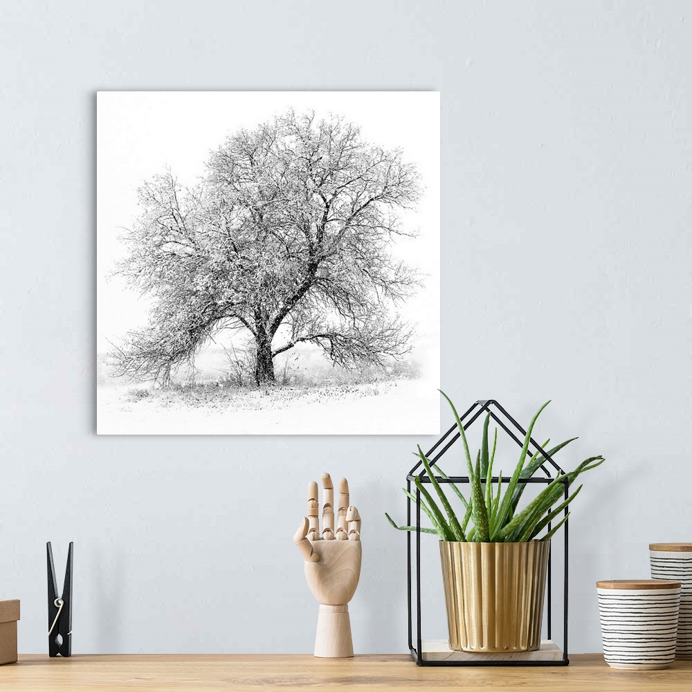 A bohemian room featuring A black and white image of an old Black Willow standing alone in a blizzard along the West shores...