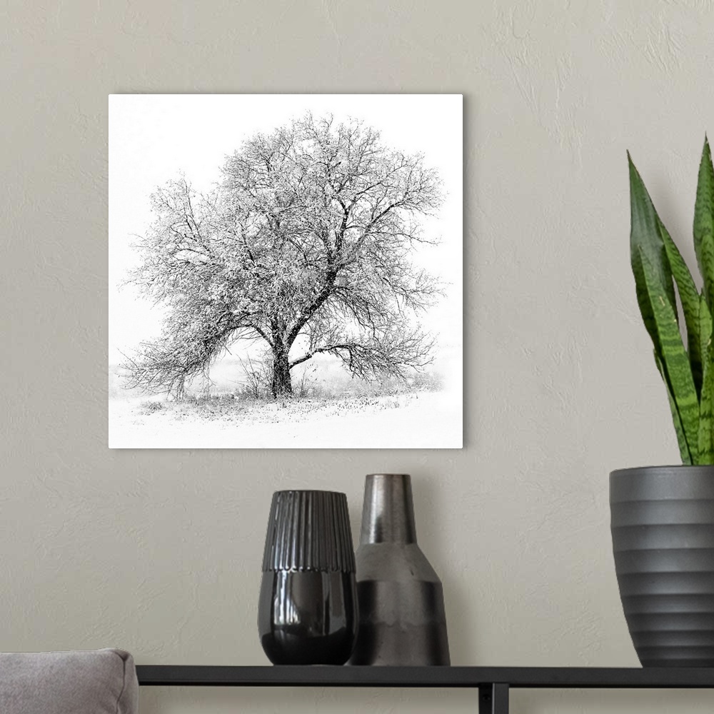 A modern room featuring A black and white image of an old Black Willow standing alone in a blizzard along the West shores...