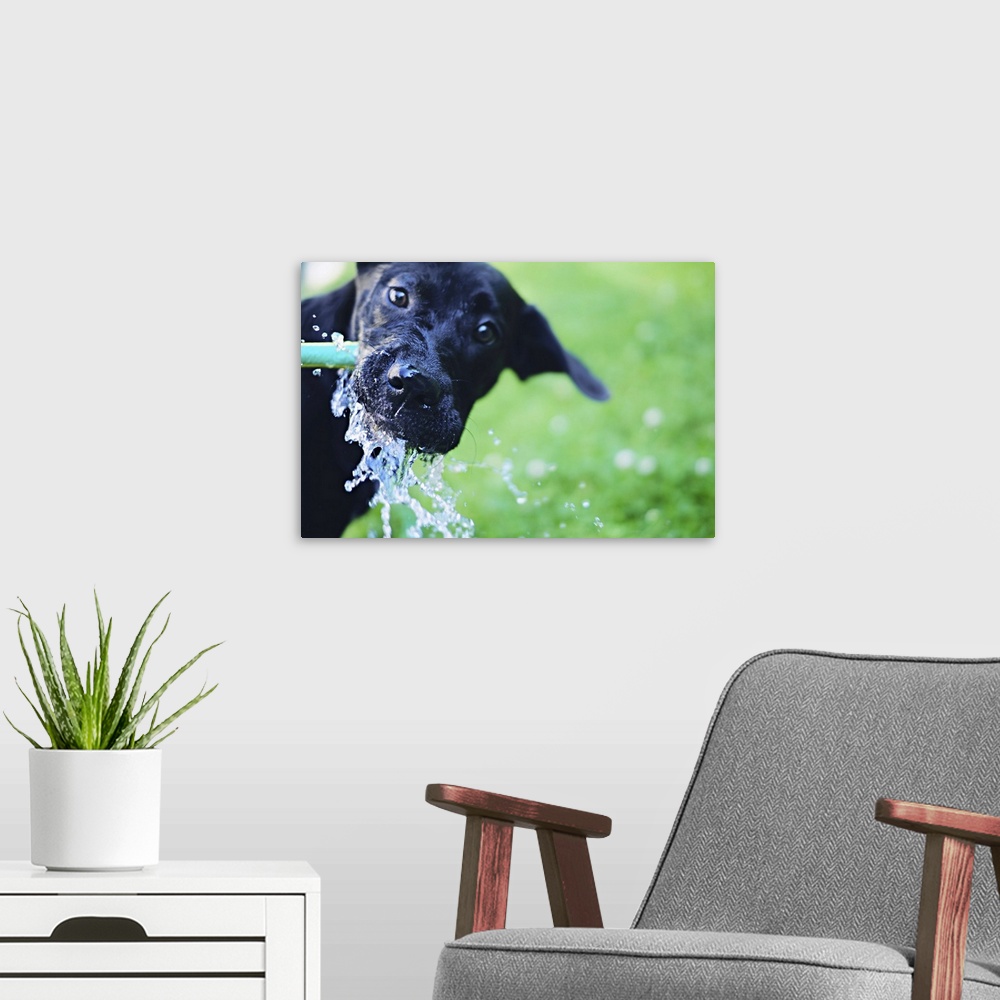 A modern room featuring A black Labrador mix puppy dog drinks from a water hose; the water is spraying and splashing arou...