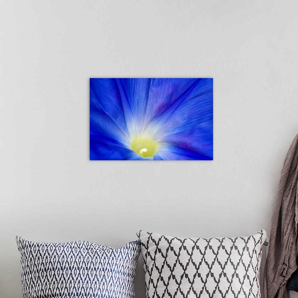 A bohemian room featuring A blue morning glory flower