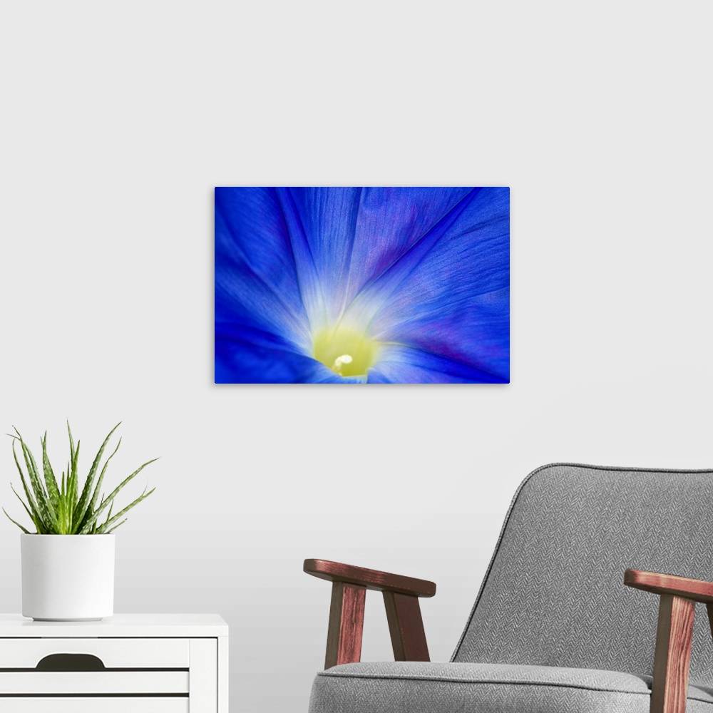 A modern room featuring A blue morning glory flower