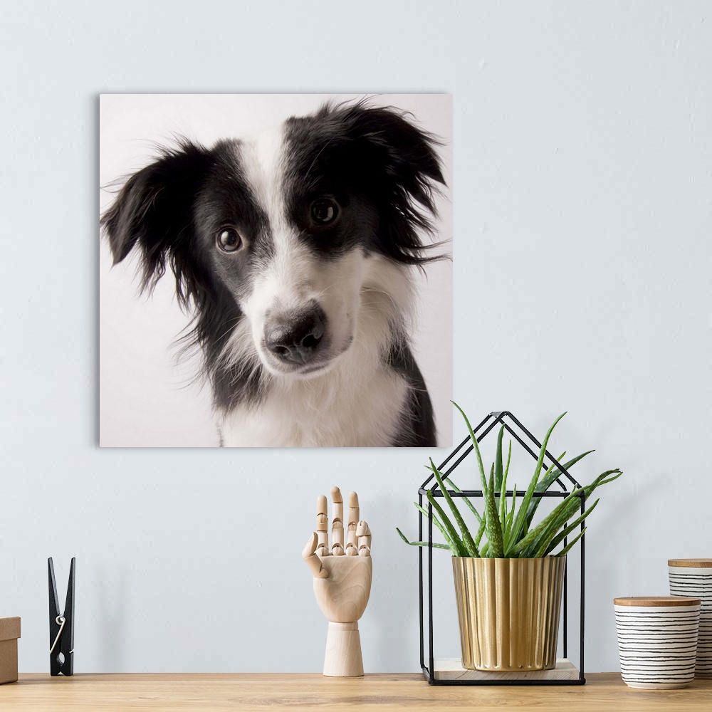 A bohemian room featuring Portrait of a female Border Collie/ Australian Shepherd mix, 9-months-old (Canis lupis familiaris)