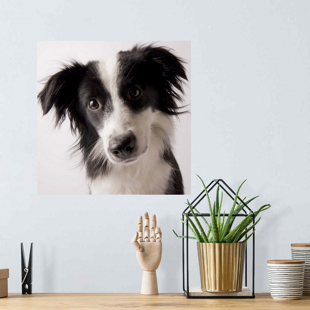A bohemian room featuring Portrait of a female Border Collie/ Australian Shepherd mix, 9-months-old (Canis lupis familiaris)