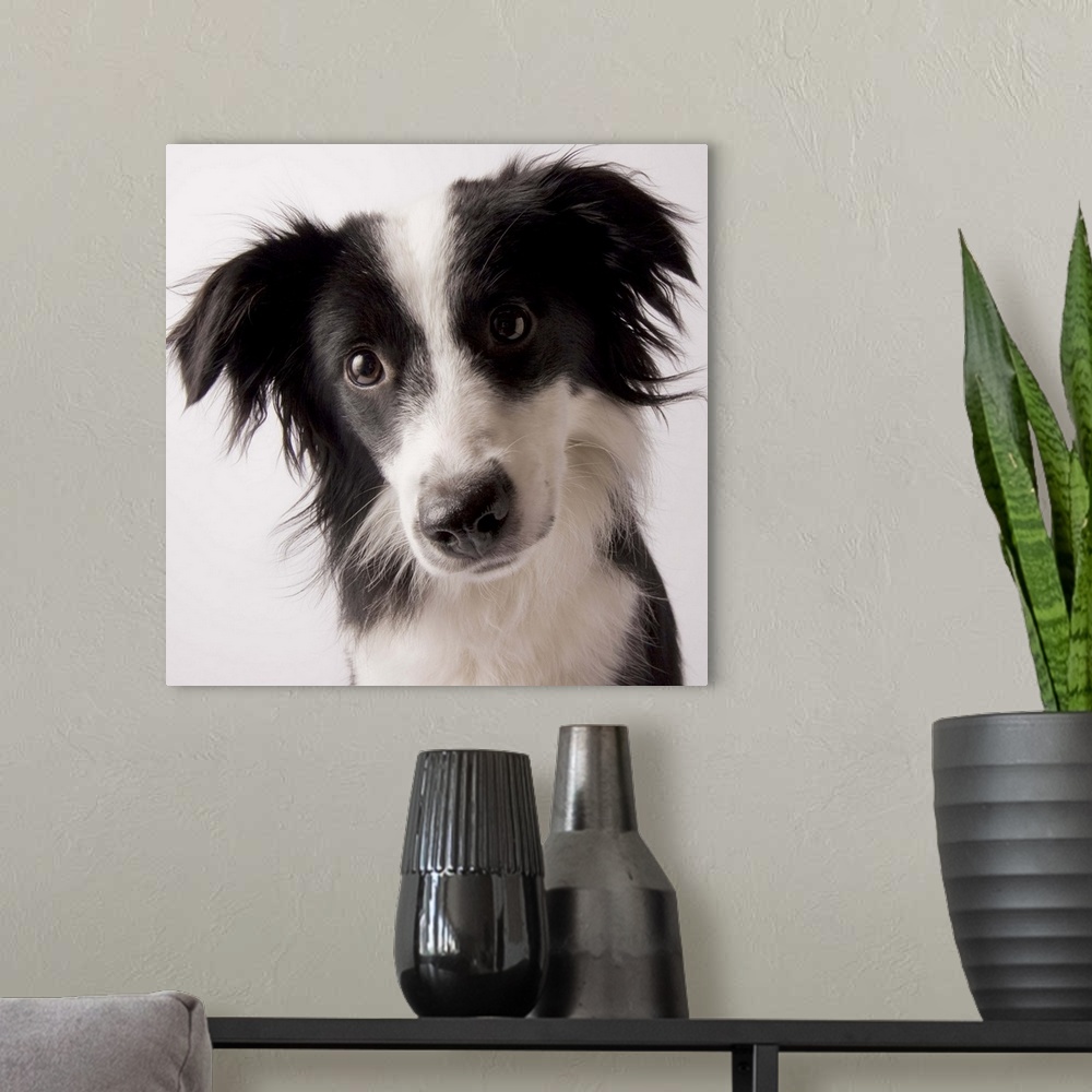 A modern room featuring Portrait of a female Border Collie/ Australian Shepherd mix, 9-months-old (Canis lupis familiaris)