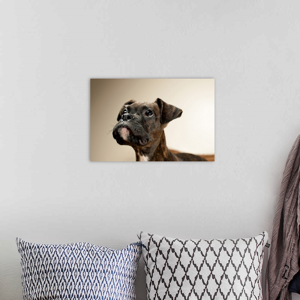 A bohemian room featuring A Brindle Boxer puppy looking up curiously.
