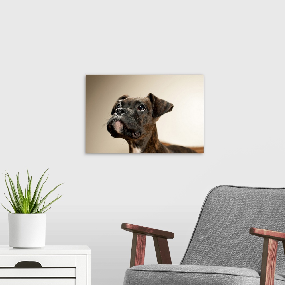 A modern room featuring A Brindle Boxer puppy looking up curiously.