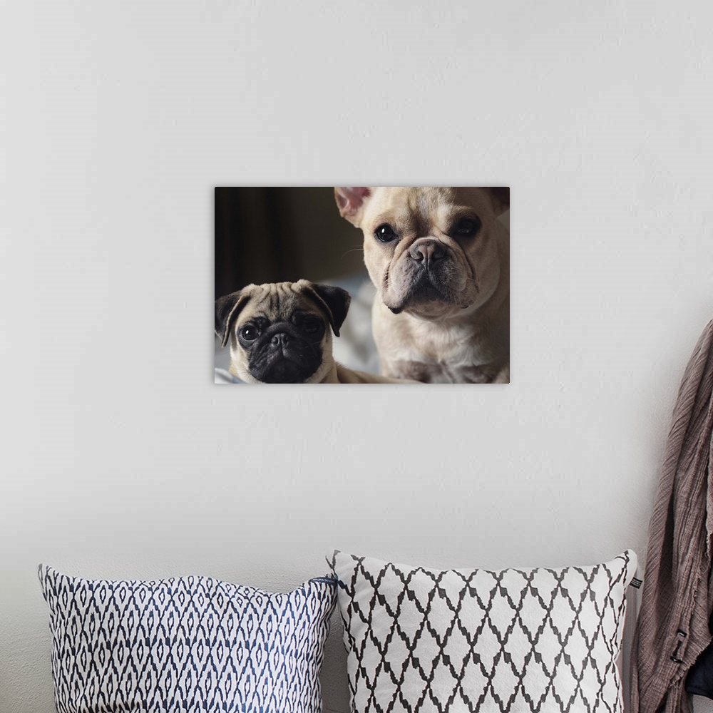 A bohemian room featuring Close-up of french Bulldog and Pug.