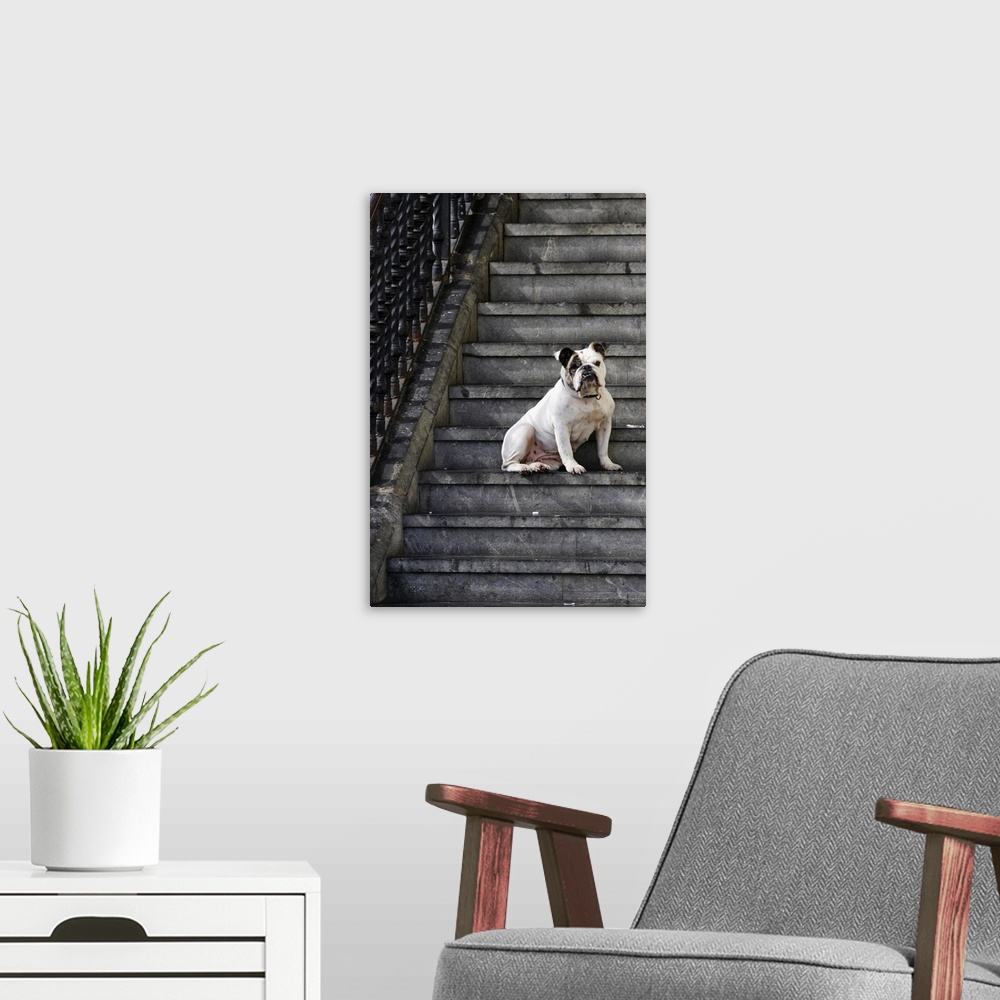 A modern room featuring A bulldog sits on steps in Mundaka, Spain
