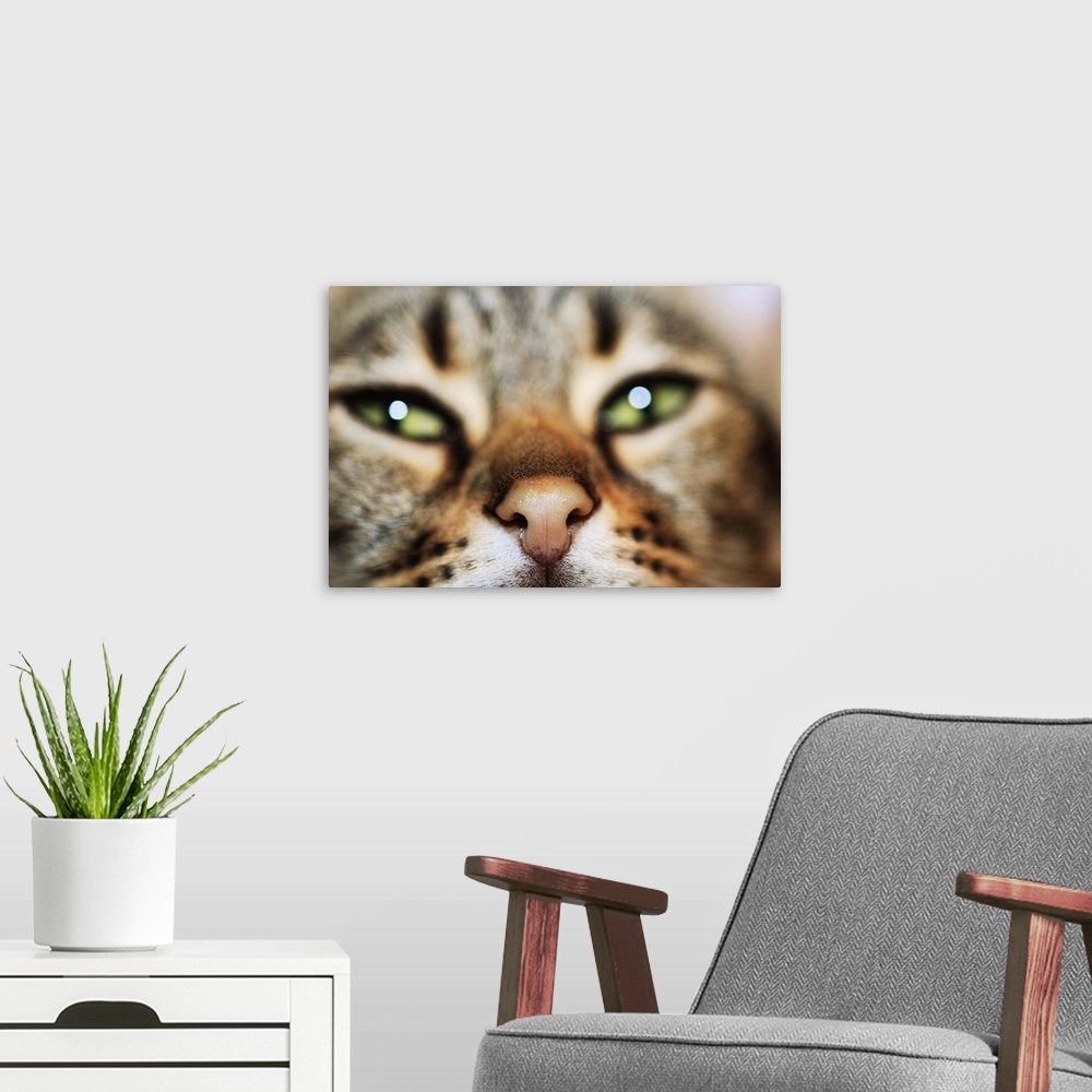 A modern room featuring A Cat's Face