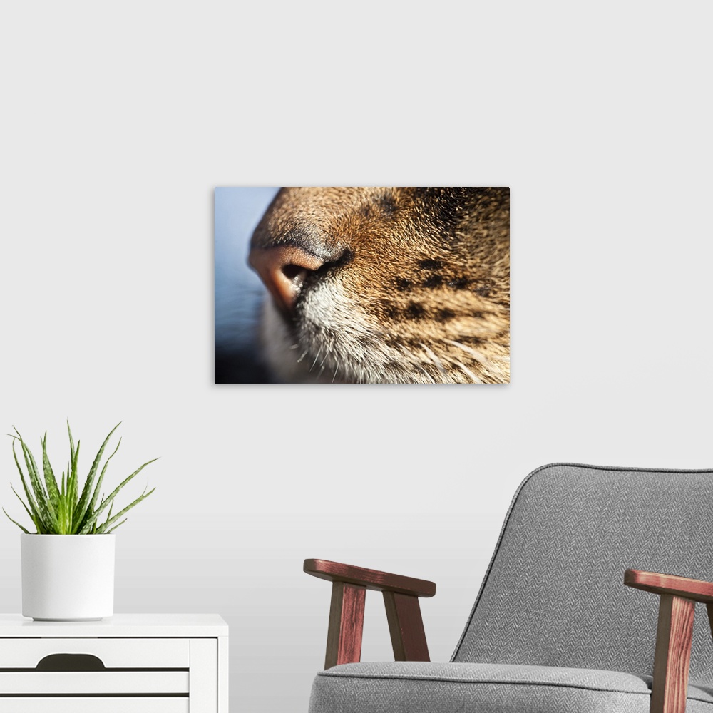 A modern room featuring A close up of a domestic cats nose and whiskers.