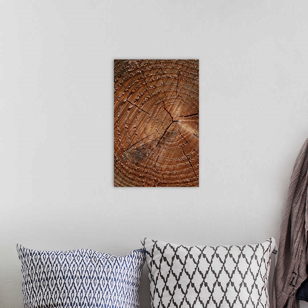 A bohemian room featuring A close up of tree rings