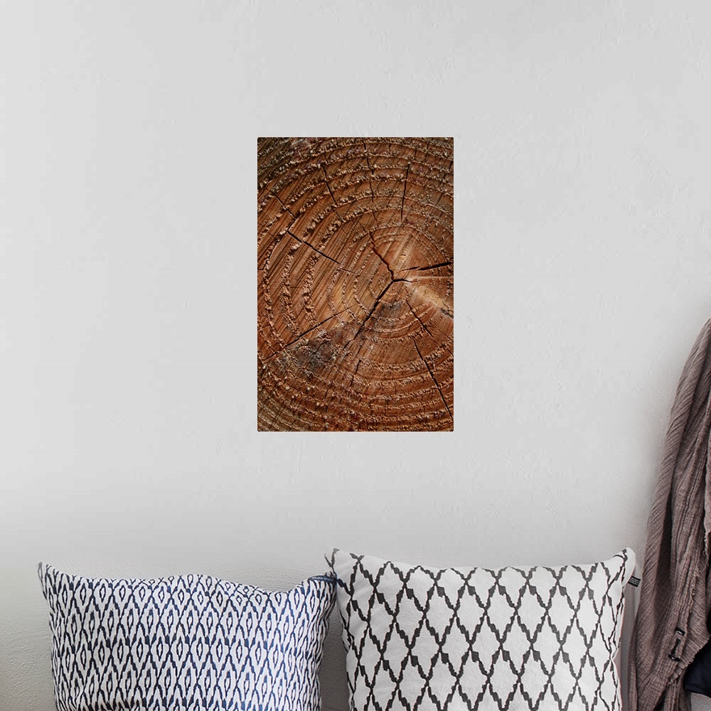 A bohemian room featuring A close up of tree rings