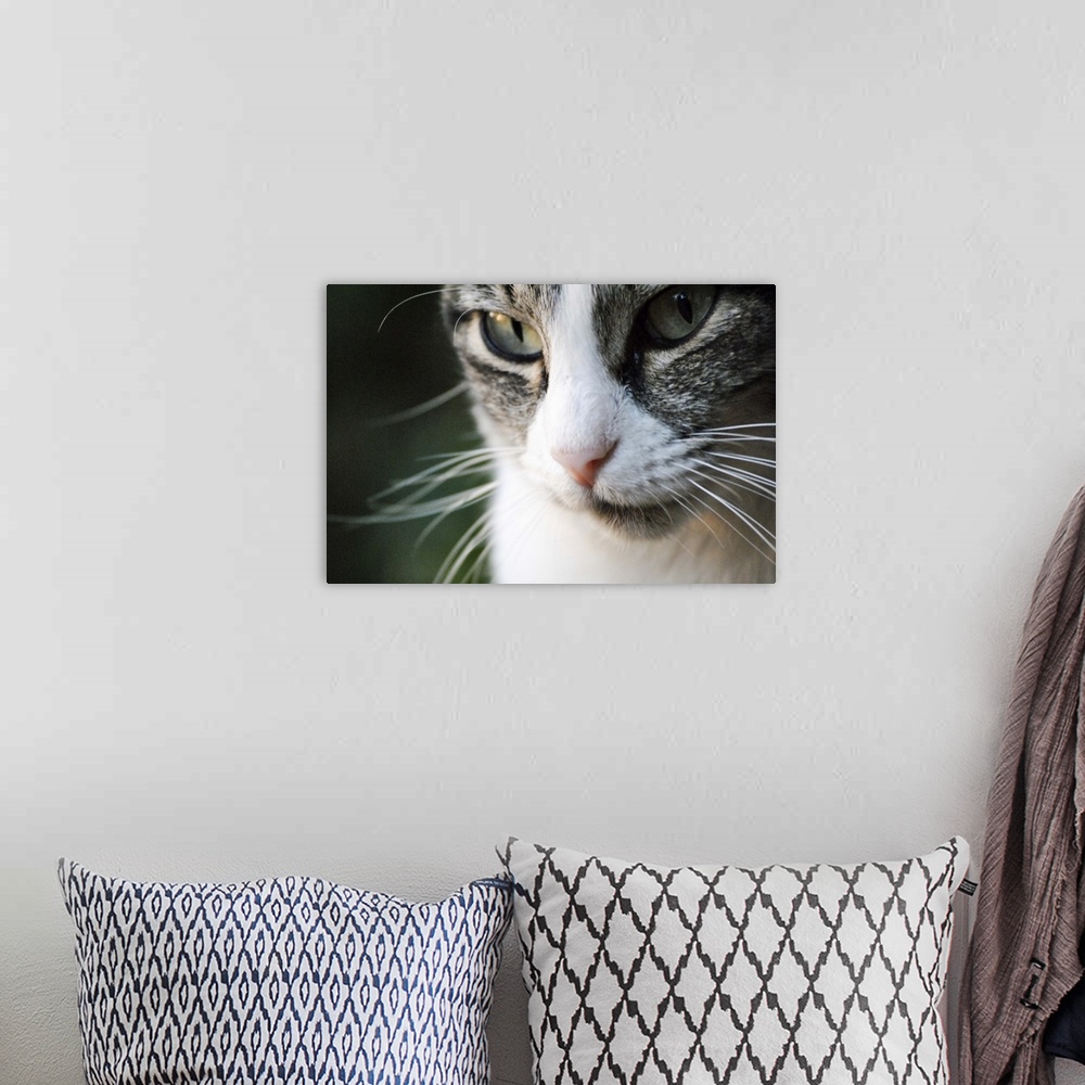 A bohemian room featuring A close-up portrait of a gray and white cat's face.