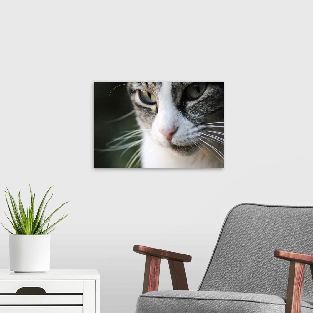 A modern room featuring A close-up portrait of a gray and white cat's face.