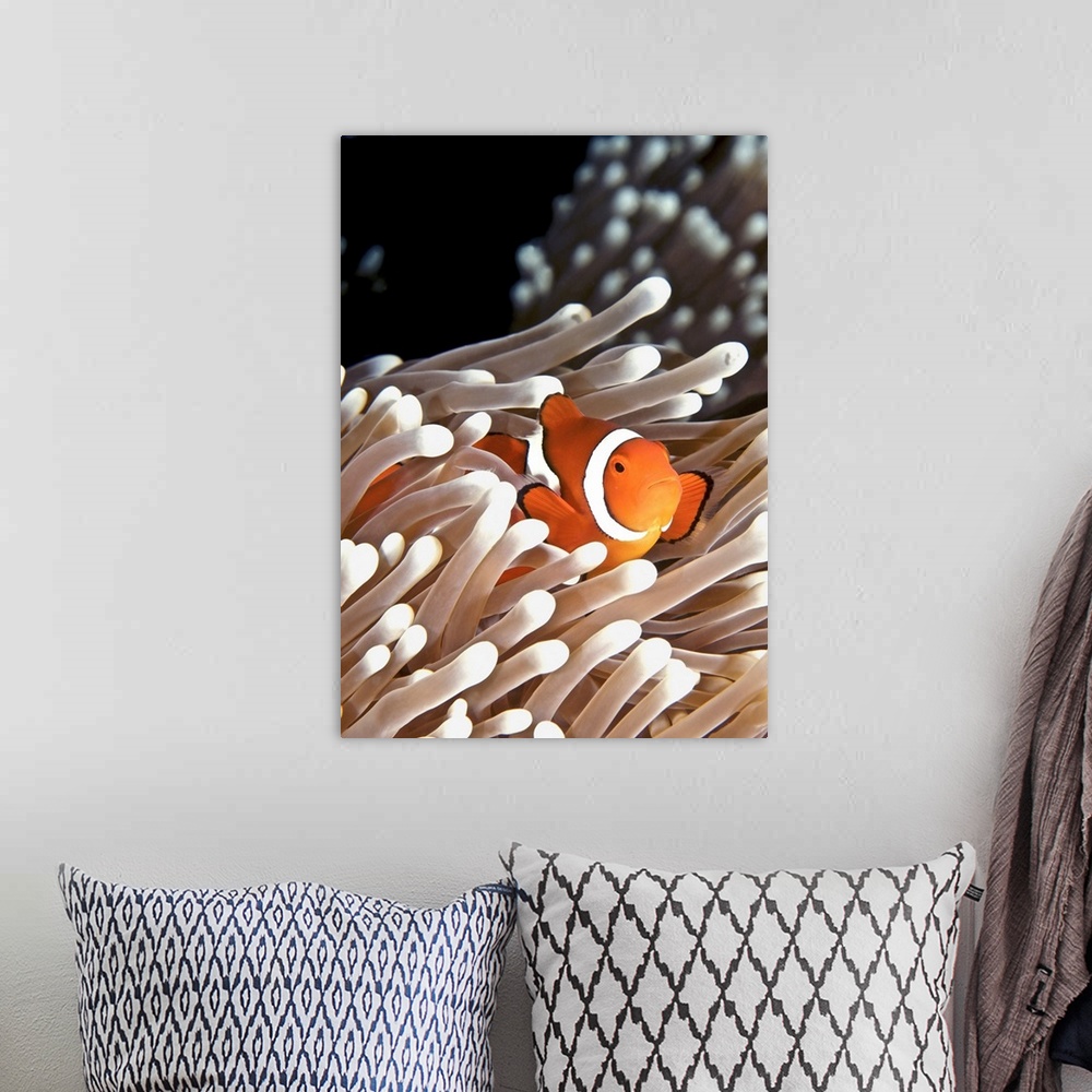 A bohemian room featuring A clownfish hiding in an anemone