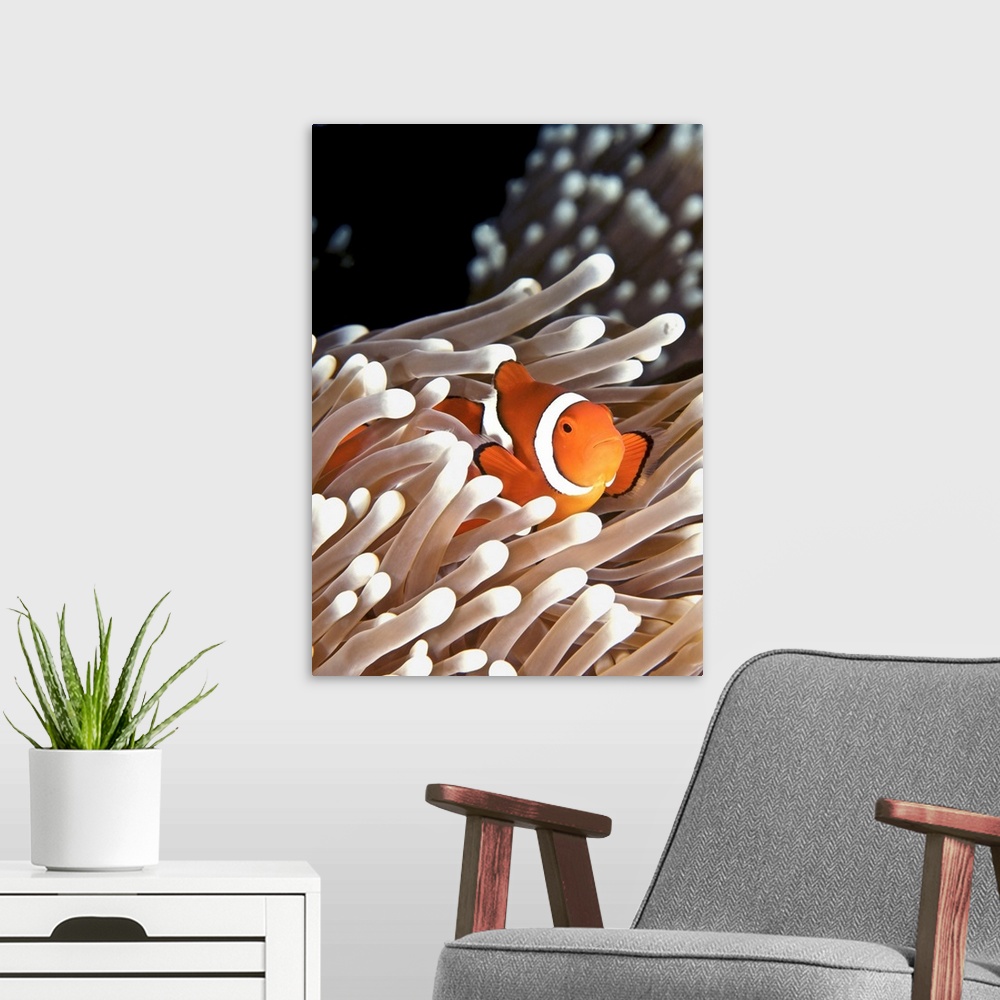 A modern room featuring A clownfish hiding in an anemone