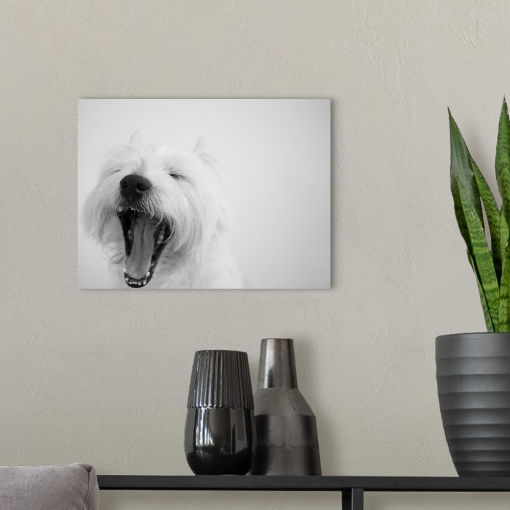 A modern room featuring A cute westie dog is really tired.