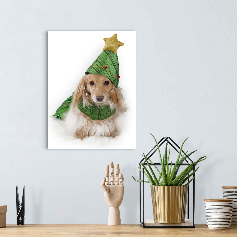 A bohemian room featuring Longhaired miniature dachshund, blonde (English cream) wearing Christmas tree costume.