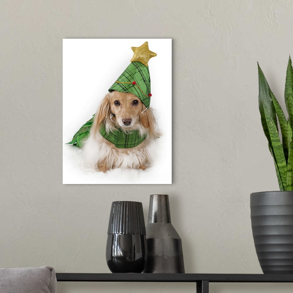 A modern room featuring Longhaired miniature dachshund, blonde (English cream) wearing Christmas tree costume.