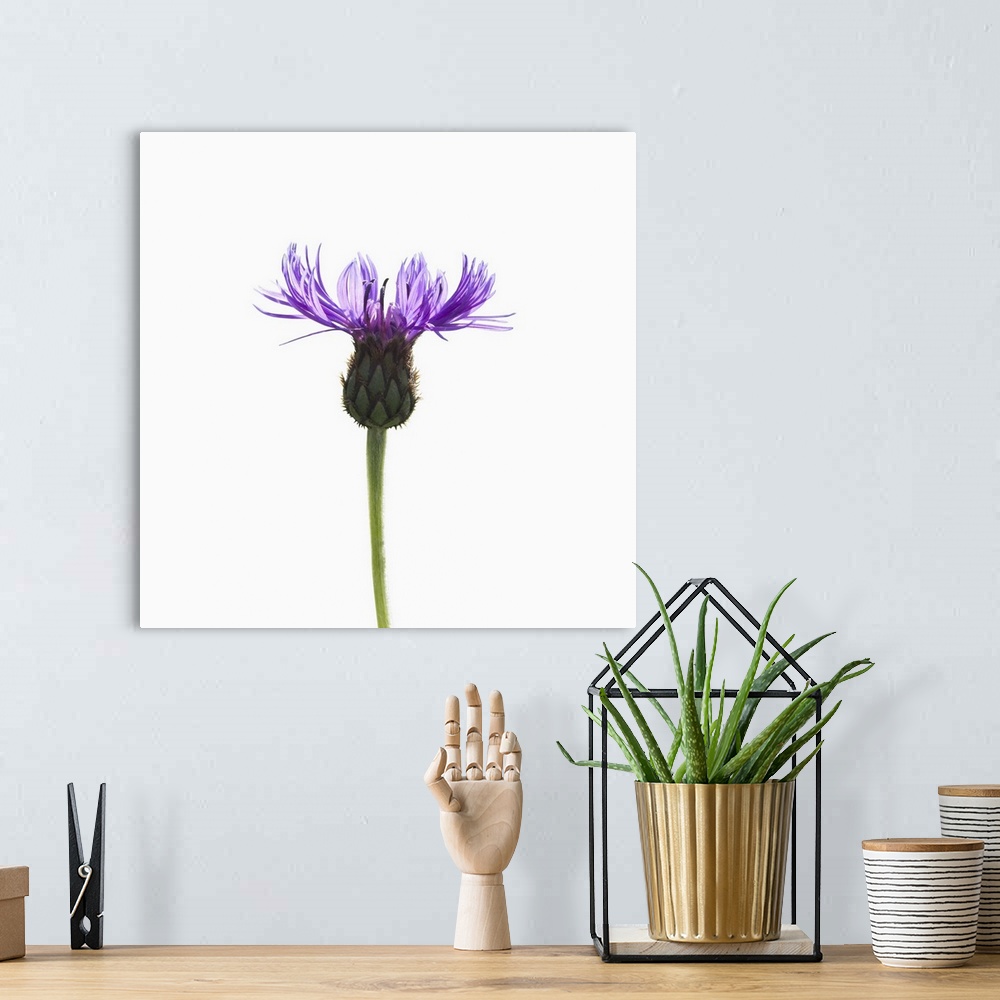 A bohemian room featuring A delicate purple flower on a white background