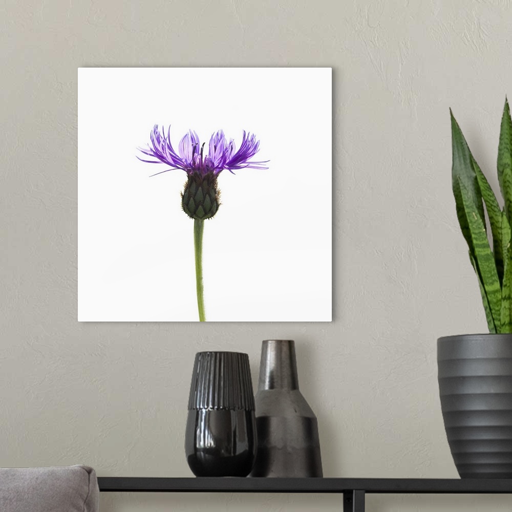 A modern room featuring A delicate purple flower on a white background