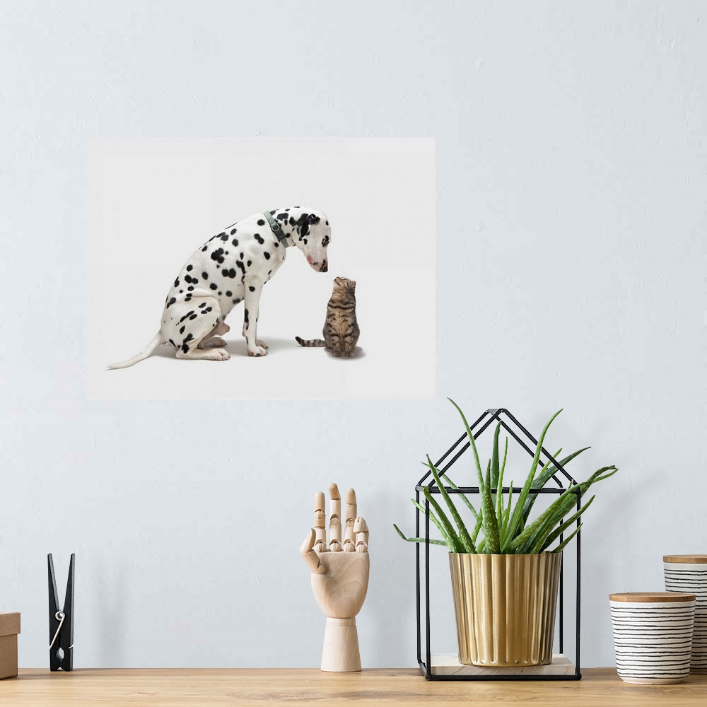 A bohemian room featuring A dog looking at a cat