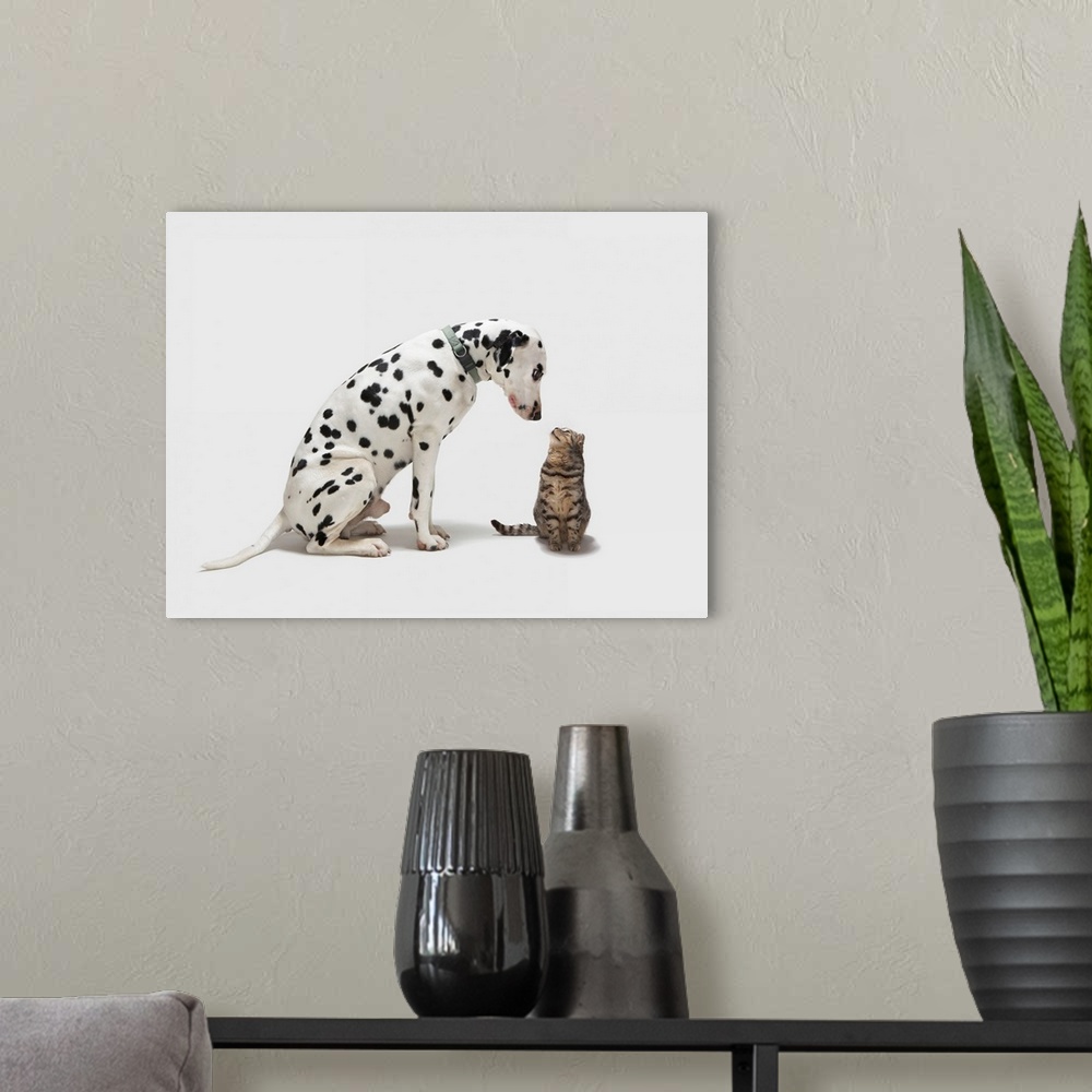 A modern room featuring A dog looking at a cat