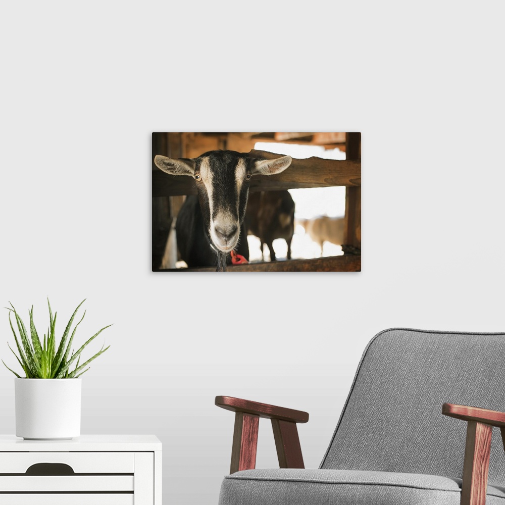 A modern room featuring A farm animal on an organic farm. A goat in a pen.
