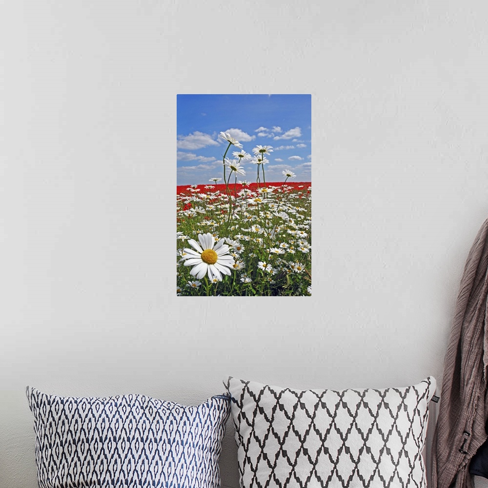A bohemian room featuring A farmland field of white ox-eyed daisies and red poppies